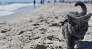 Котка плаж
