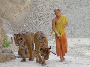 Будистки храм на тигрите