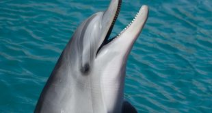 46 мъртви делфини за един месец