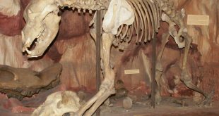 Еколози се натъкнаха на уникална находка от кости на пещерна мечка в Странджа